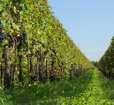 Valdobbiadene